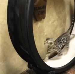 霸气漂亮的孟加拉豹猫,高智商的孟加拉豹猫