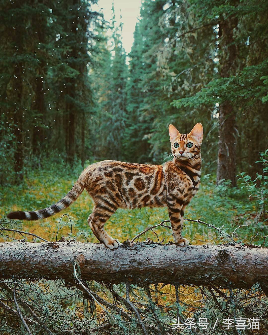 霸气漂亮的孟加拉豹猫,高智商的孟加拉豹猫
