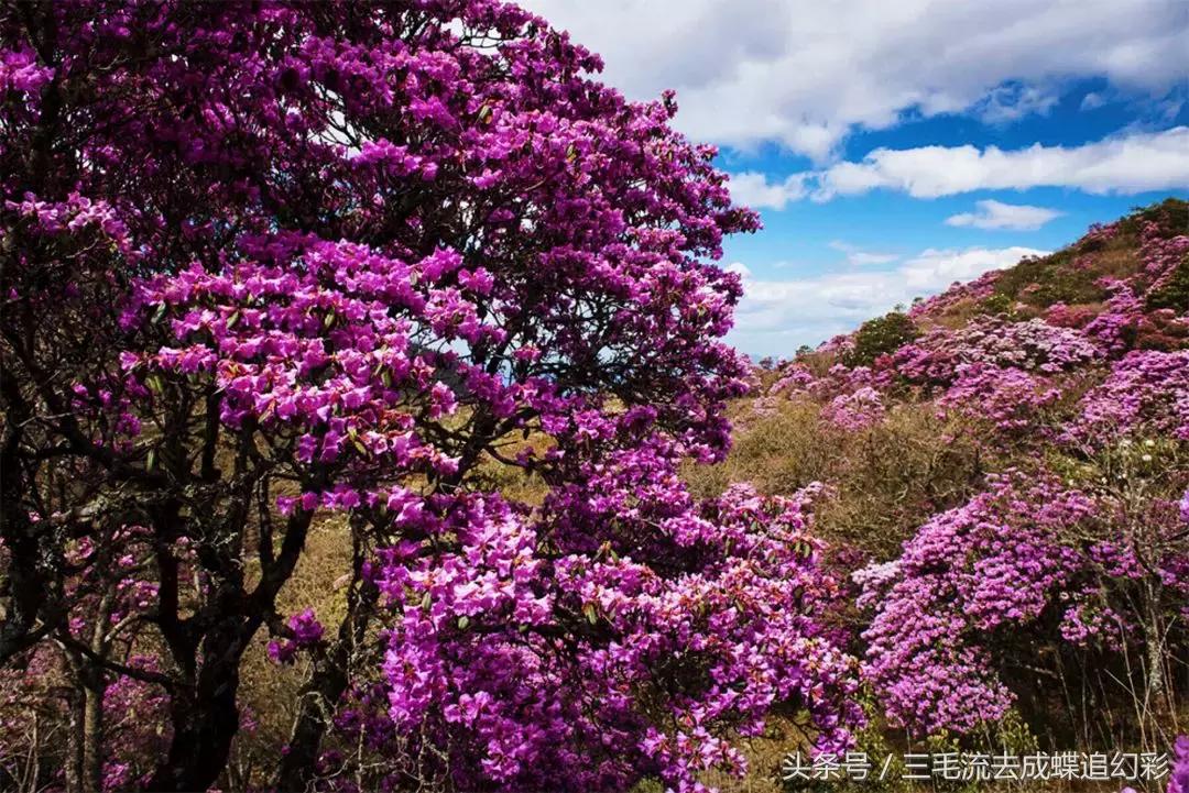 大理5月有什么玩的吃的,五月中旬大理适合旅游吗