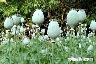 检测吸毒是阴性还是阳性,检测吸毒最长可以查多久前的