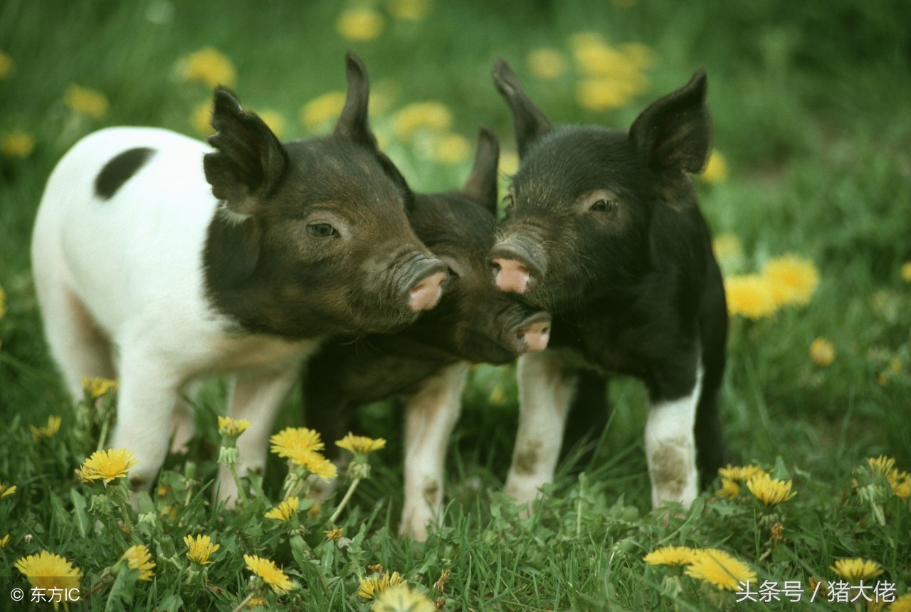 育肥猪打架打什么针,育肥猪打架怎么补救