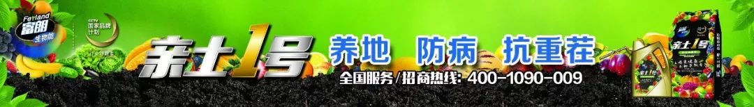 沙糖桔十元八斤,沙糖橘滞销