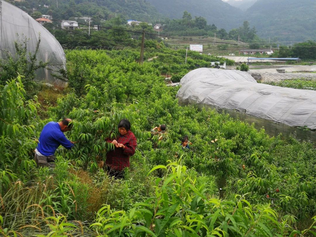 黄金桃采摘节等你来,油桃采摘节到来