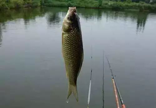 黄金桃采摘节等你来,油桃采摘节到来