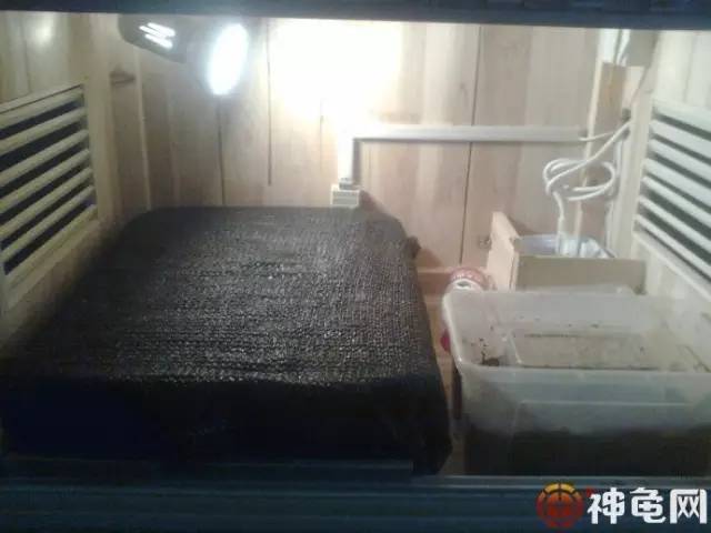 龟苗孵化要注意什么事项,龟苗孵化期什么时候