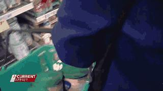 澳洲停止对中国出口奶粉是真是假,澳洲取消商品禁令