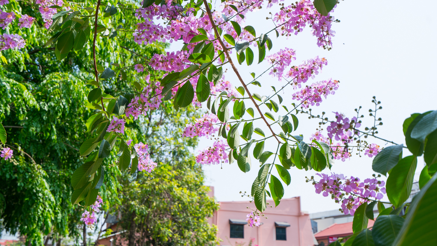 泰国旅游曼谷清迈攻略,泰国清迈的旅游攻略