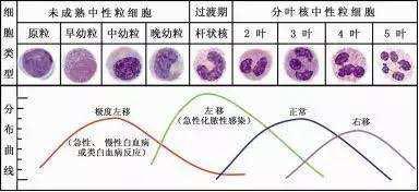 想知道小狗体内的白细胞长什么样子吗？进来看看