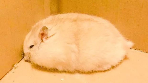 最可爱的仓鼠直接萌化了心,盘点那些白白胖胖的可爱小仓鼠