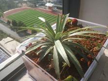 菠萝和火龙果树长什么样,火龙果树照片