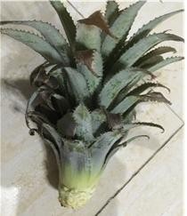 菠萝和火龙果树长什么样,火龙果树照片