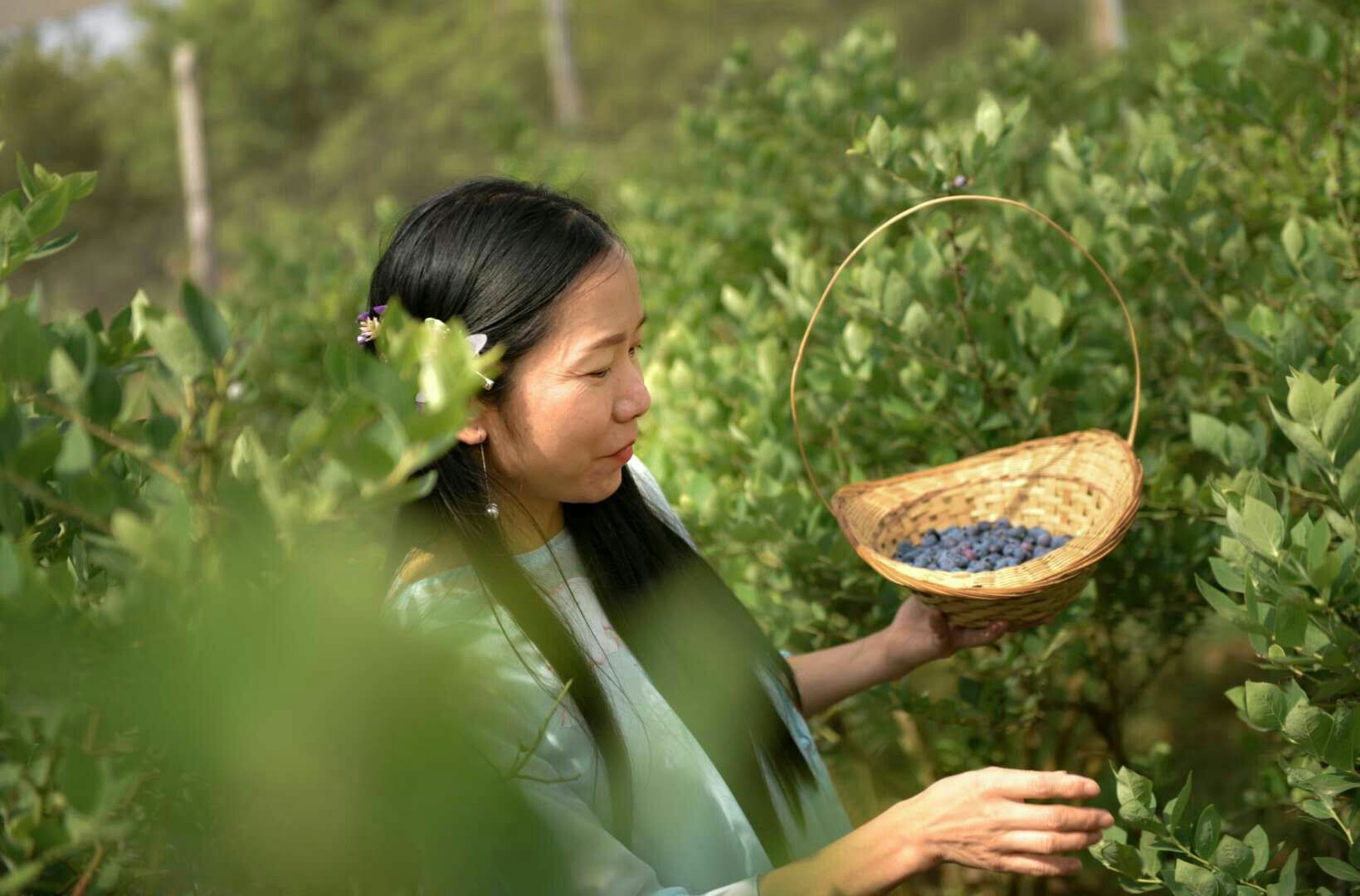 蓝莓是著名的什么果,蓝莓特色产品简介