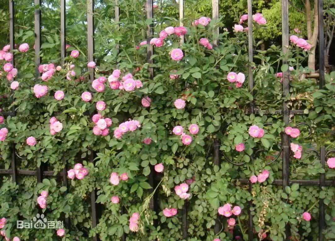 月季玫瑰蔷薇有哪些区别,月季玫瑰蔷薇三者有何区别