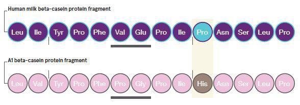 a2牛奶和普通牛奶有什么不一样,a-2牛奶