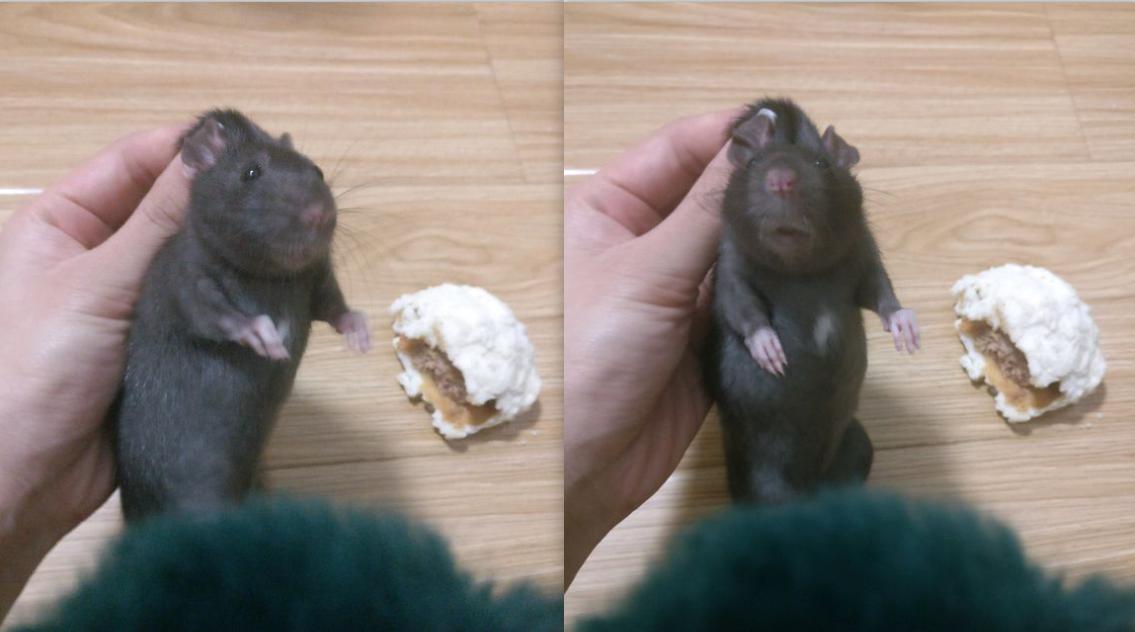花枝鼠吃东西太疯狂了,花枝鼠偷东西吃