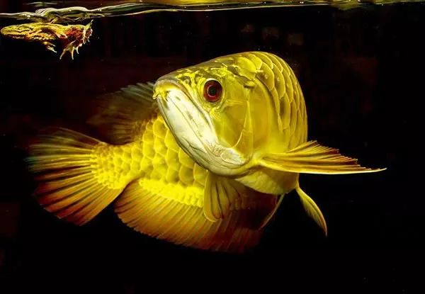 盘点一下，在龙鱼繁殖上踩过的坑