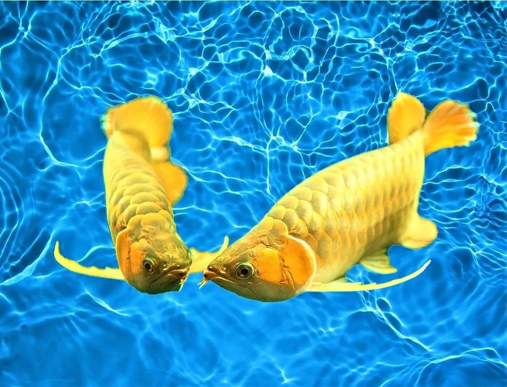 盘点一下，在龙鱼繁殖上踩过的坑