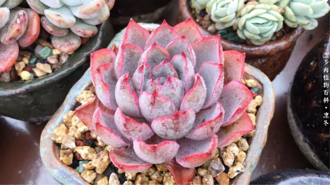 一入装修深似海从此钱包是路人,一入花坑深似海从此钱包成路人