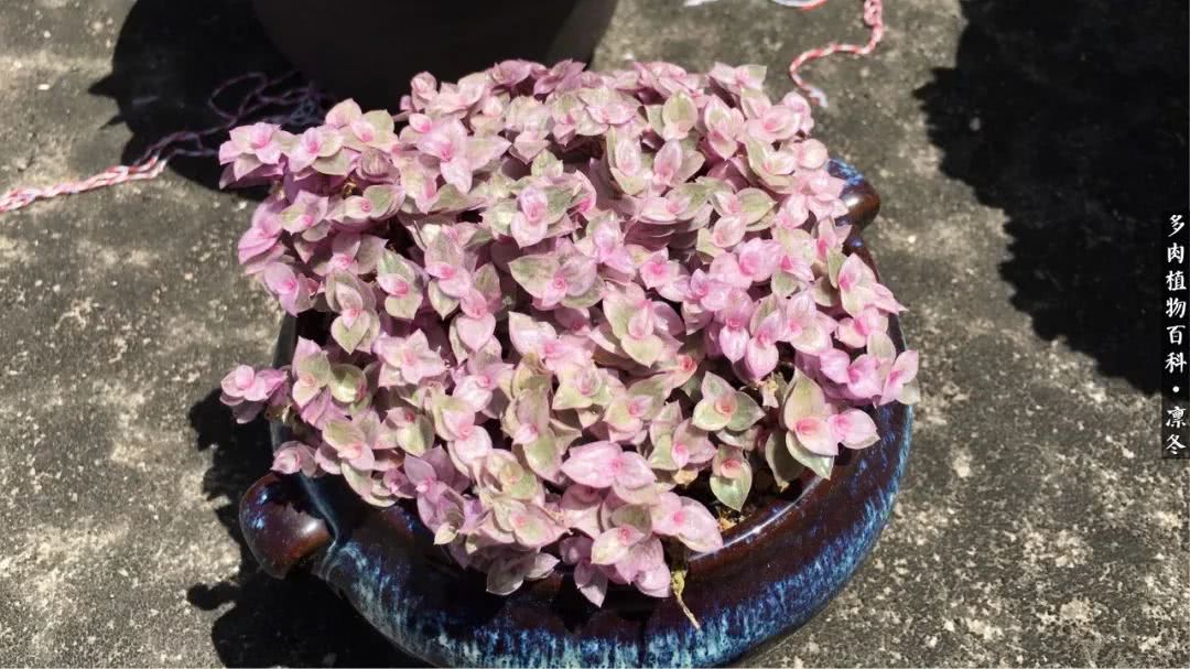 一入装修深似海从此钱包是路人,一入花坑深似海从此钱包成路人