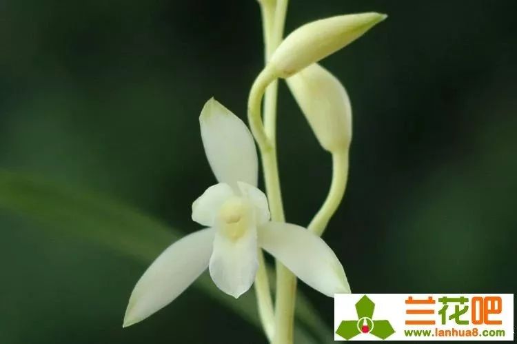 建兰素心兰品种及图片,青山玉泉兰花勤花吗