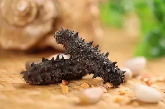 揭秘海参内幕,海参市场的真实现状