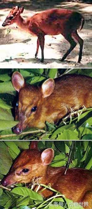是鹿而非鹿的动物-麂