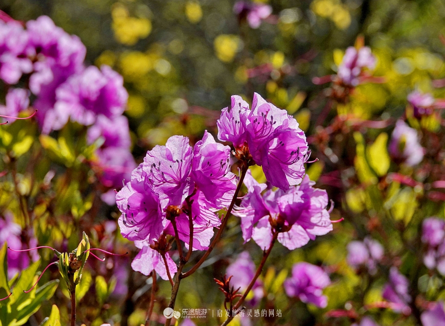 周总理关注的“辽西绿岛”已是天然氧吧