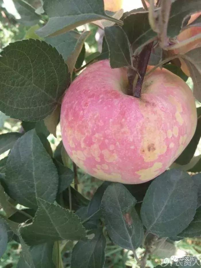 苹果病毒病怎样治疗,苹果病毒病的防治方法