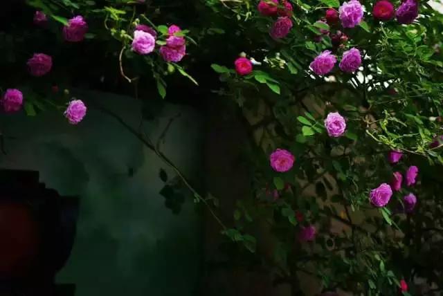 情报人员王凤香,王凤香打牌视频