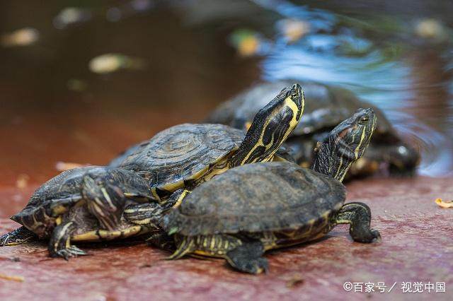 新手养龟推荐龟粮,养龟新手