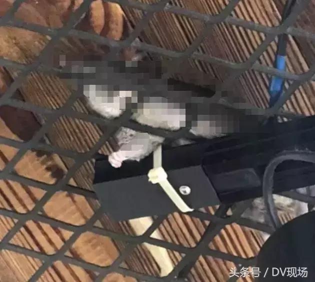 情侣吃面发现虫子后续,情侣吃面发现有虫子后续