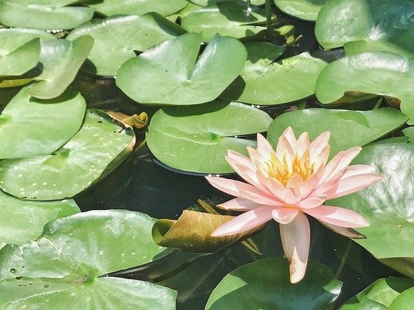 2024泰国泼水节攻略,2022年的泰国芭提雅泼水节