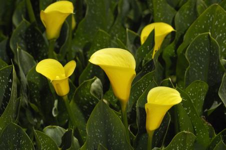 马蹄莲什么特点好养活呢,马蹄莲的养护要点有哪些