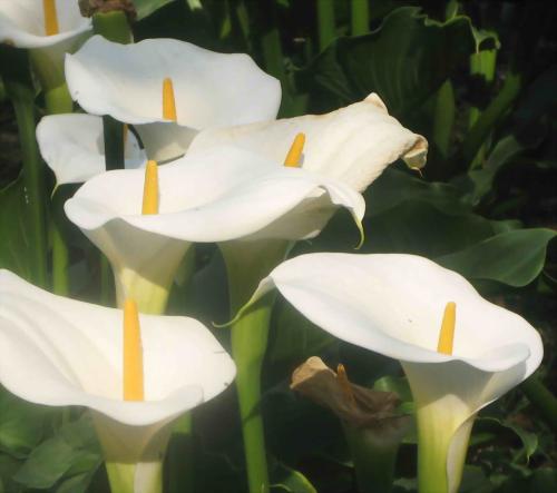 什么品种的马蹄莲好养,马蹄莲什么品种最好