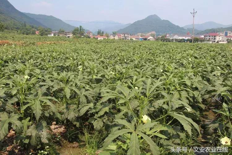 为什么大佬都投入农业,为什么商业大佬都去搞农业