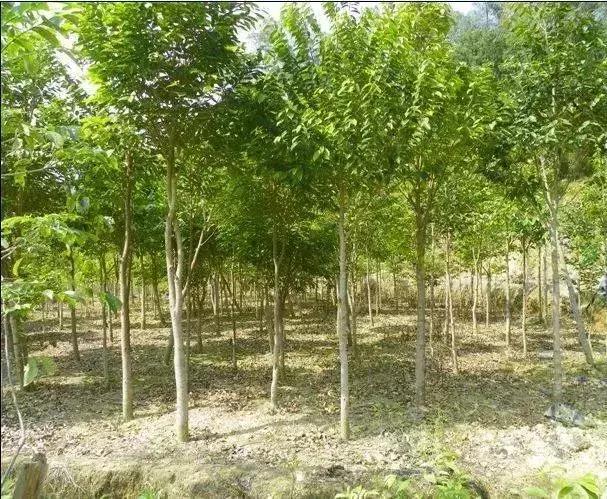 海南共享农庄批几个村庄,海南2019年首批共享农庄