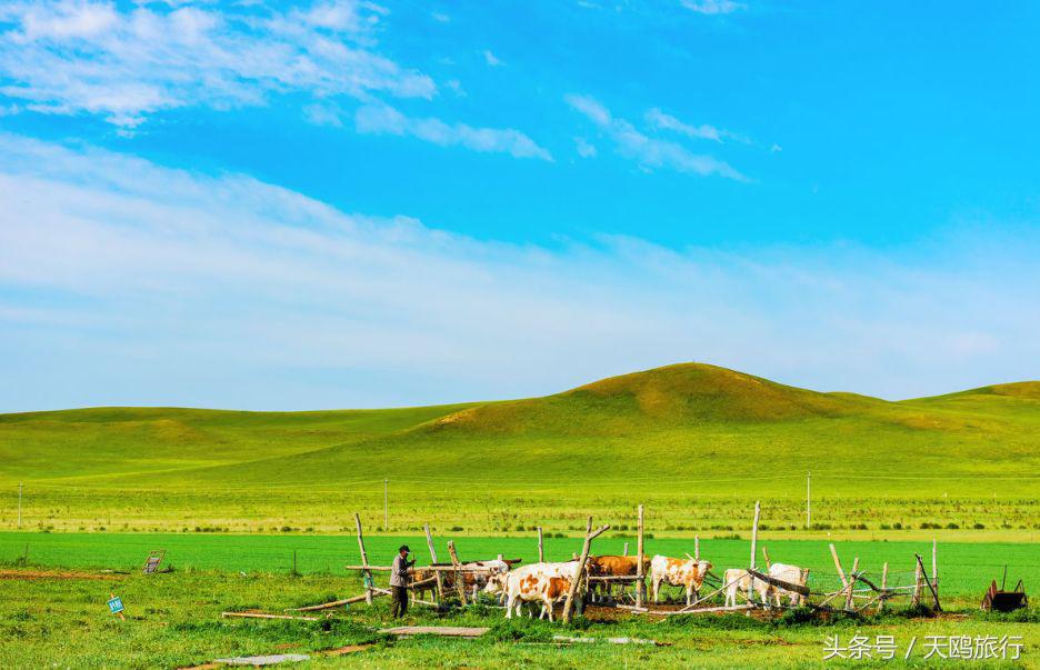 野狼谷乌拉盖狼王,乌拉盖野狼谷还有狼王吗