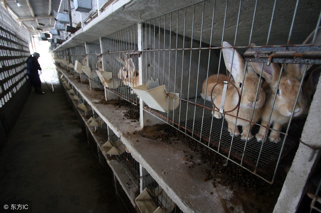 养肉兔怎样防病,肉兔怎么养最合适