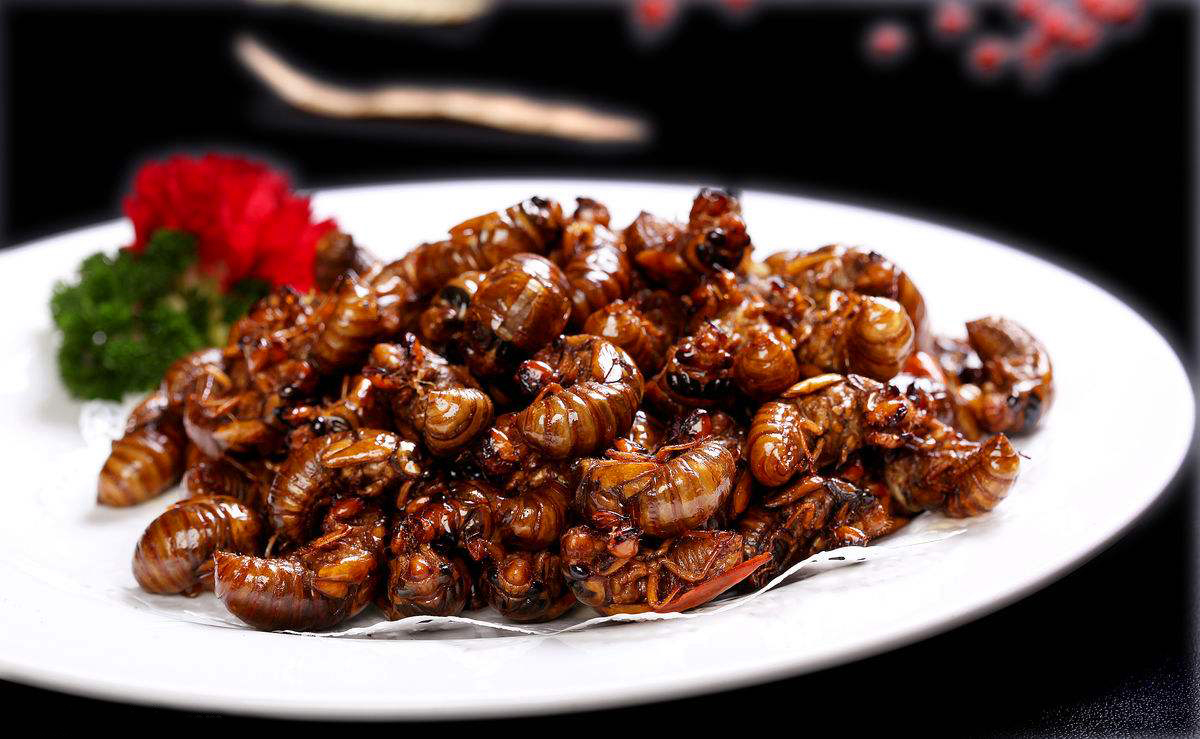 农村的虫子都有哪些,农村常吃的十种虫子
