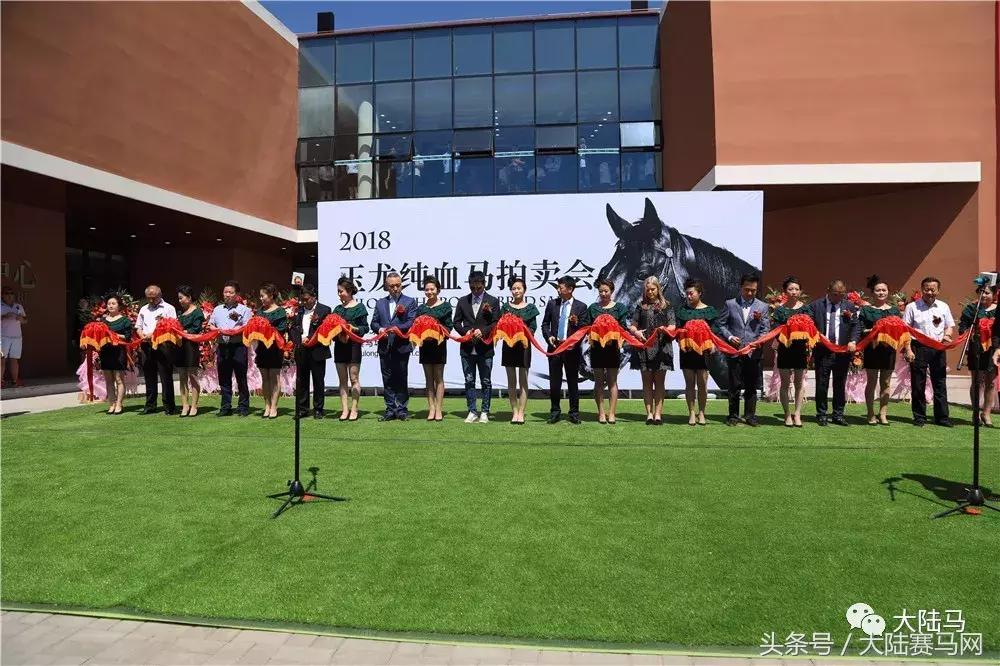 山西玉龙马业拍卖会,中国马拍卖会