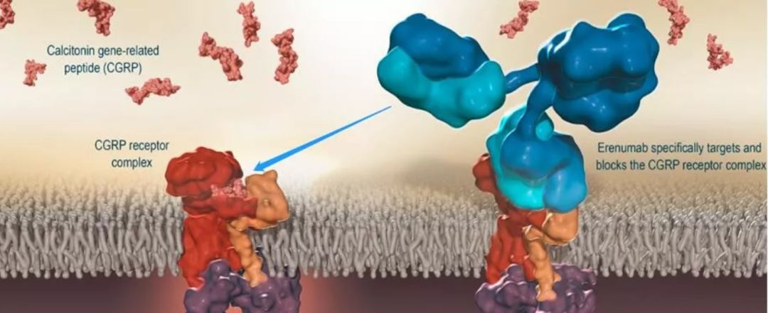美FDA批准首个偏头痛预防药物！全球第六大致残疾病终于出现克星