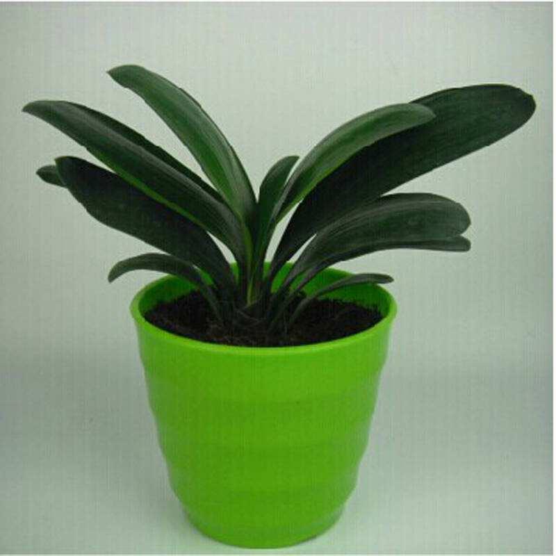 君子兰怎么摆放叶片才能不歪斜,君子兰叶片歪斜特别严重怎么矫正