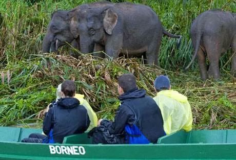 婆罗洲最神奇的探秘之旅,婆罗洲雨林探险