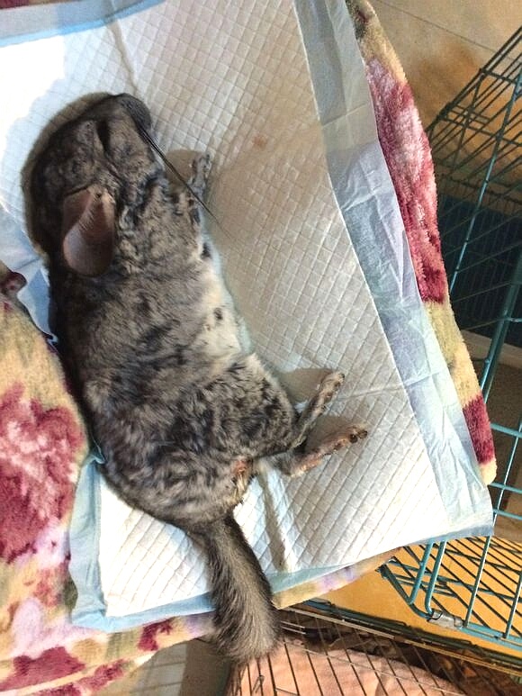 龙猫需要绝育吗,龙猫生子要注意什么