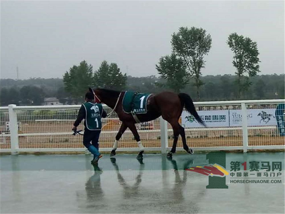 「现场」玉龙今日开锣赛，各路诸侯鏖战百万奖金！马主李勇夺最高奖金，“吉祥如意”马主王福军首战载誉归——1赛马网