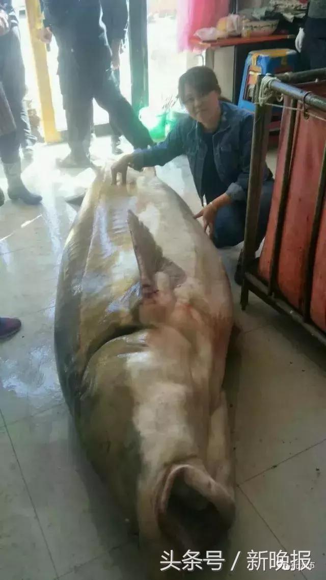 黑龙江里的鳇鱼一条几百斤,大鳇鱼1030斤现状