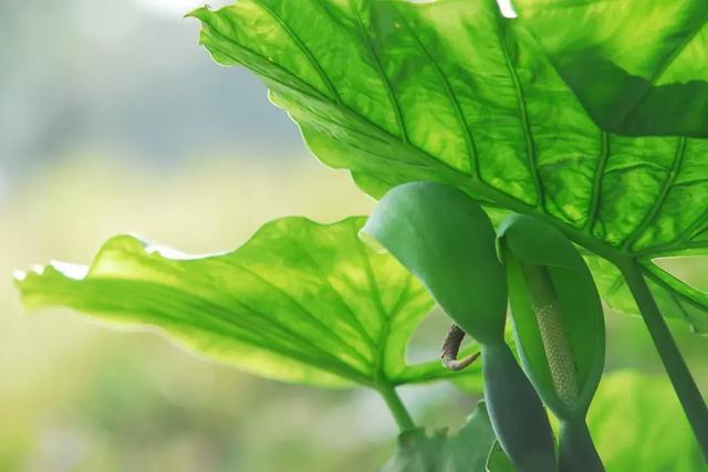 水培滴水观音怎么养才能旺盛,横式滴水观音土培养殖方法