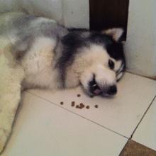 见不得撒狗粮！但这波操作，真的服气！