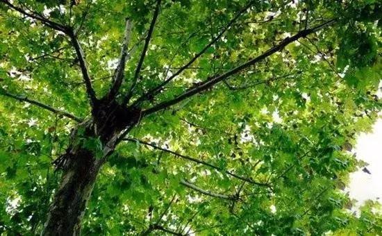 奔放的梧桐树,疯狂的梧桐