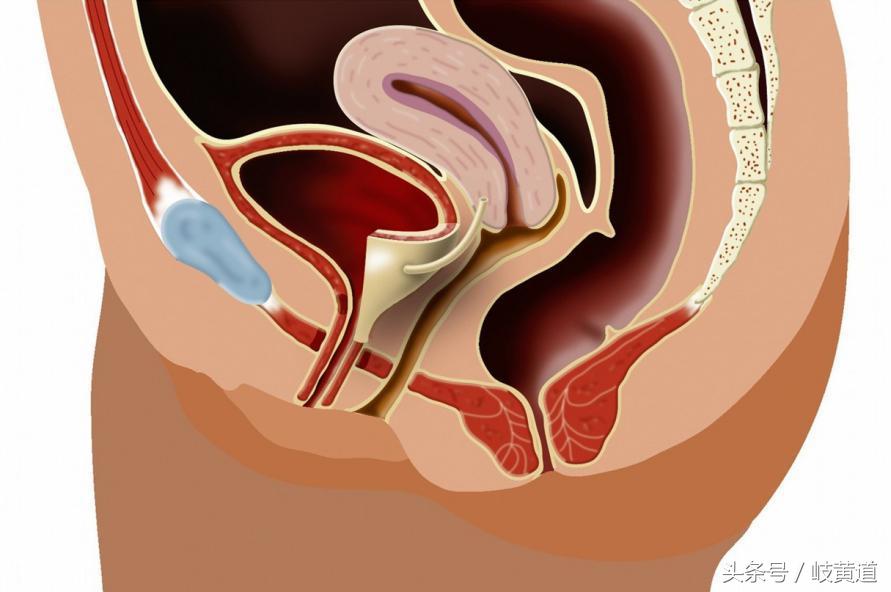 1块易被女性忽视的肌肉，2个动作可有效锻炼